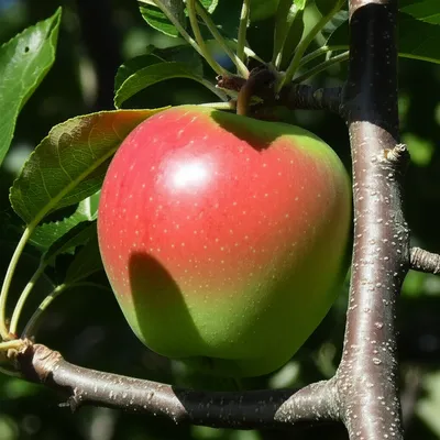 Illustration mature - Image 1