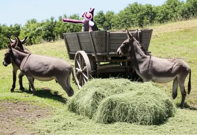 Illustration asinine - Image 1