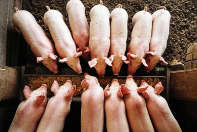 Illustration franks - Image 1