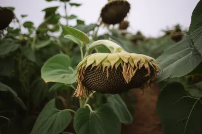 Illustration sagging - Image 1