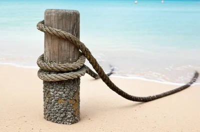 Illustration dolphins - Image 1