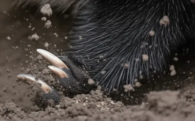 Illustration scratches - Image 1