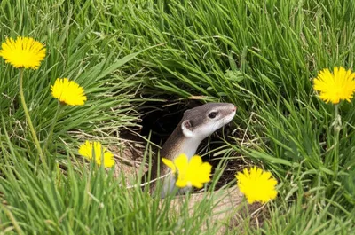 Illustration ferrets