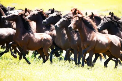 Illustration untamed - Image 1