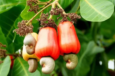 Illustration cashews - Image 1