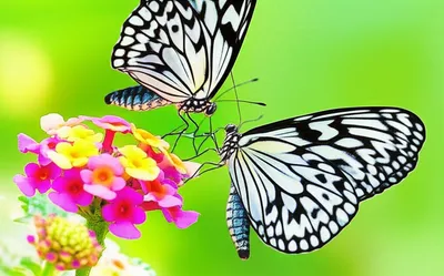 Illustration nuances