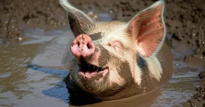 Illustration weltered