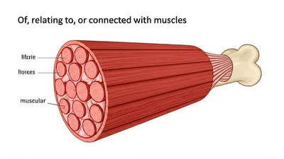 Illustration muscular