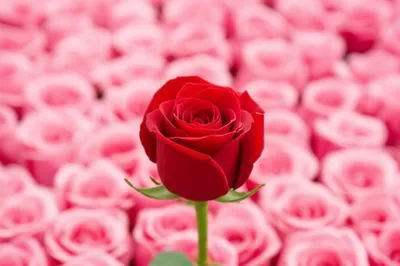 Illustration trivial - Image 1