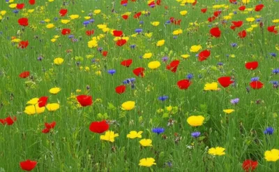 Illustration interspersed - Image 1