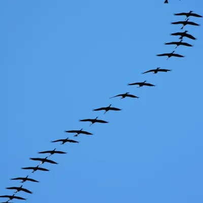 Illustration formation - Image 1