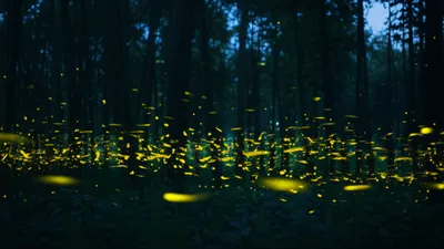 Illustration flashes - Image 1