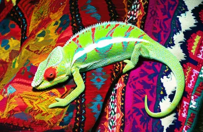 Illustration assimilating - Image 1