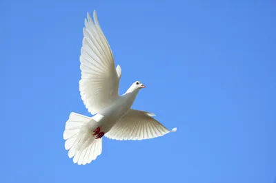 Illustration unspotted