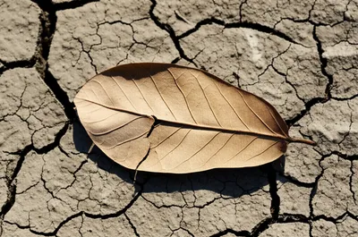 Illustration withered - Image 1