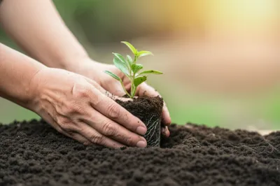 Illustration enfolding