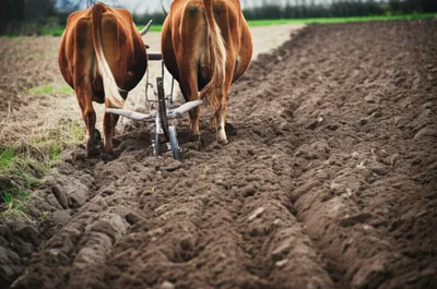 Illustration ploughs - Image 1