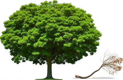 Illustration predecease - Image 1