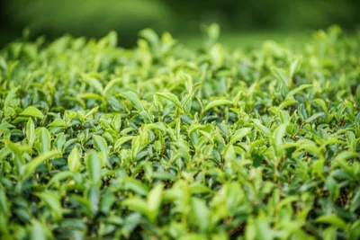 Illustration whiter - Image 1