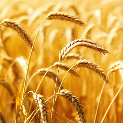 Illustration flour - Image 1