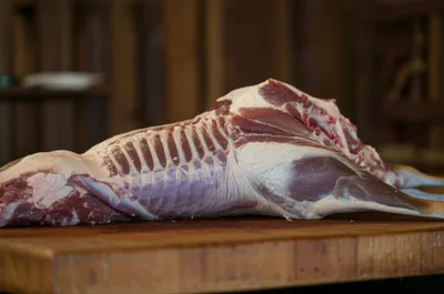 Illustration venison - Image 1