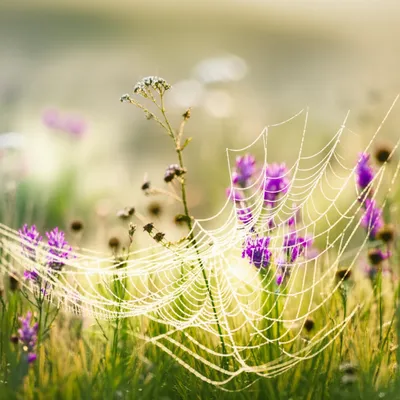 Illustration distilling - Image 1