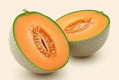 Illustration muskmelons
