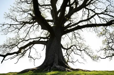 Illustration reliable - Image 1