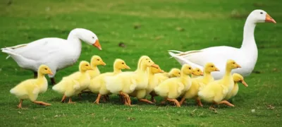 Illustration paraded - Image 1