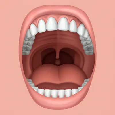 Illustration palates - Image 1