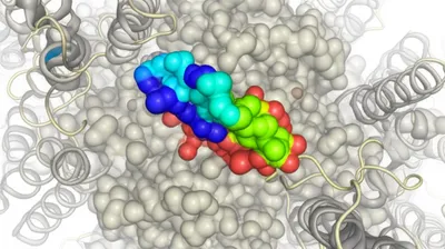 Illustration moieties - Image 1