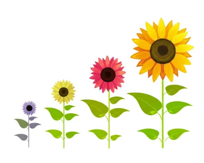 Illustration degree - Image 1