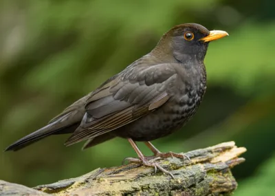 Illustration merle - Image 1