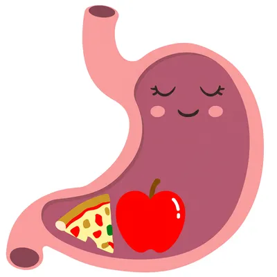 Hình ảnh minh họa digestible