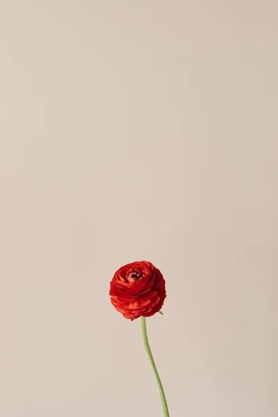 Illustration cultivars - Image 2