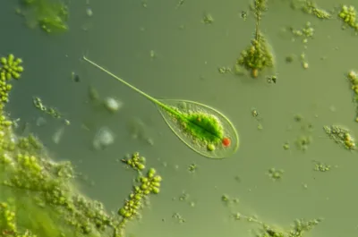 Illustration euglena - Image 1