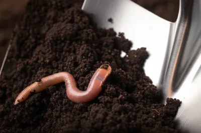 Illustration holes - Image 1