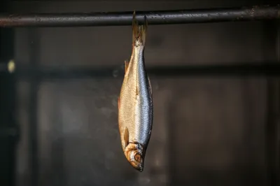 Illustration buckling - Image 1