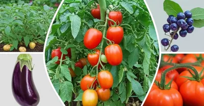 Illustration nightshade - Image 1