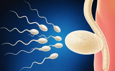 Illustration semen - Image 1