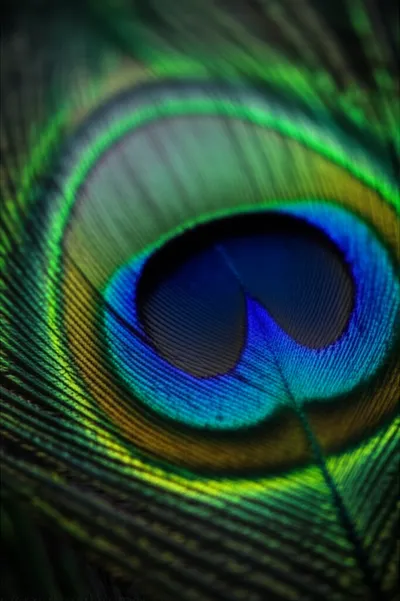 Illustration pupils - Image 1