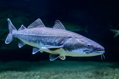 Illustration bluefish - Image 1