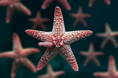 Illustration asexual