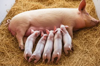 Illustration pig - Image 1