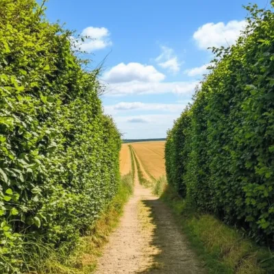 Illustration wider - Image 1