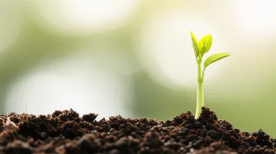 Illustration grew - Image 1