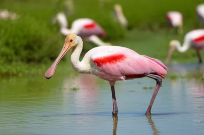 Illustration spoonbill - Image 1