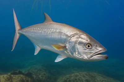 Illustration cobs - Image 1