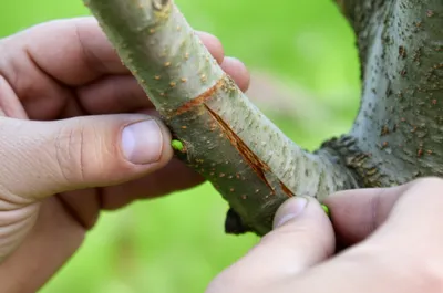 Illustration buds - Image 1