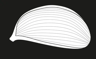 Illustration limb - Image 1